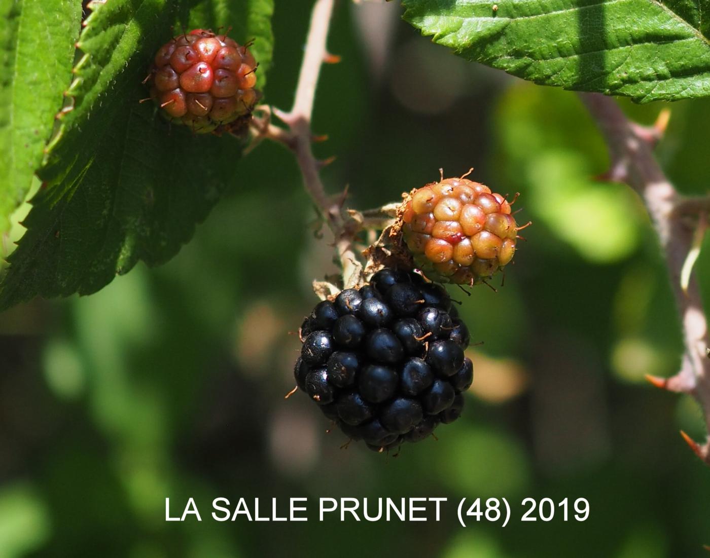 Bramble, Large-leaved fruit